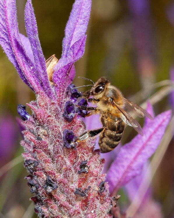 Grøn tomat marmelade - Beirabaga