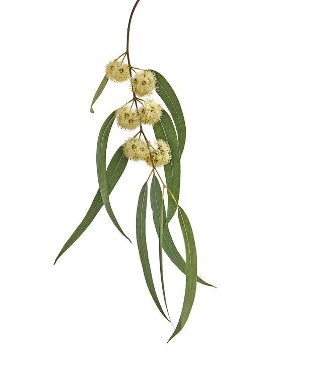 Honning af eucalyptus - Serramel