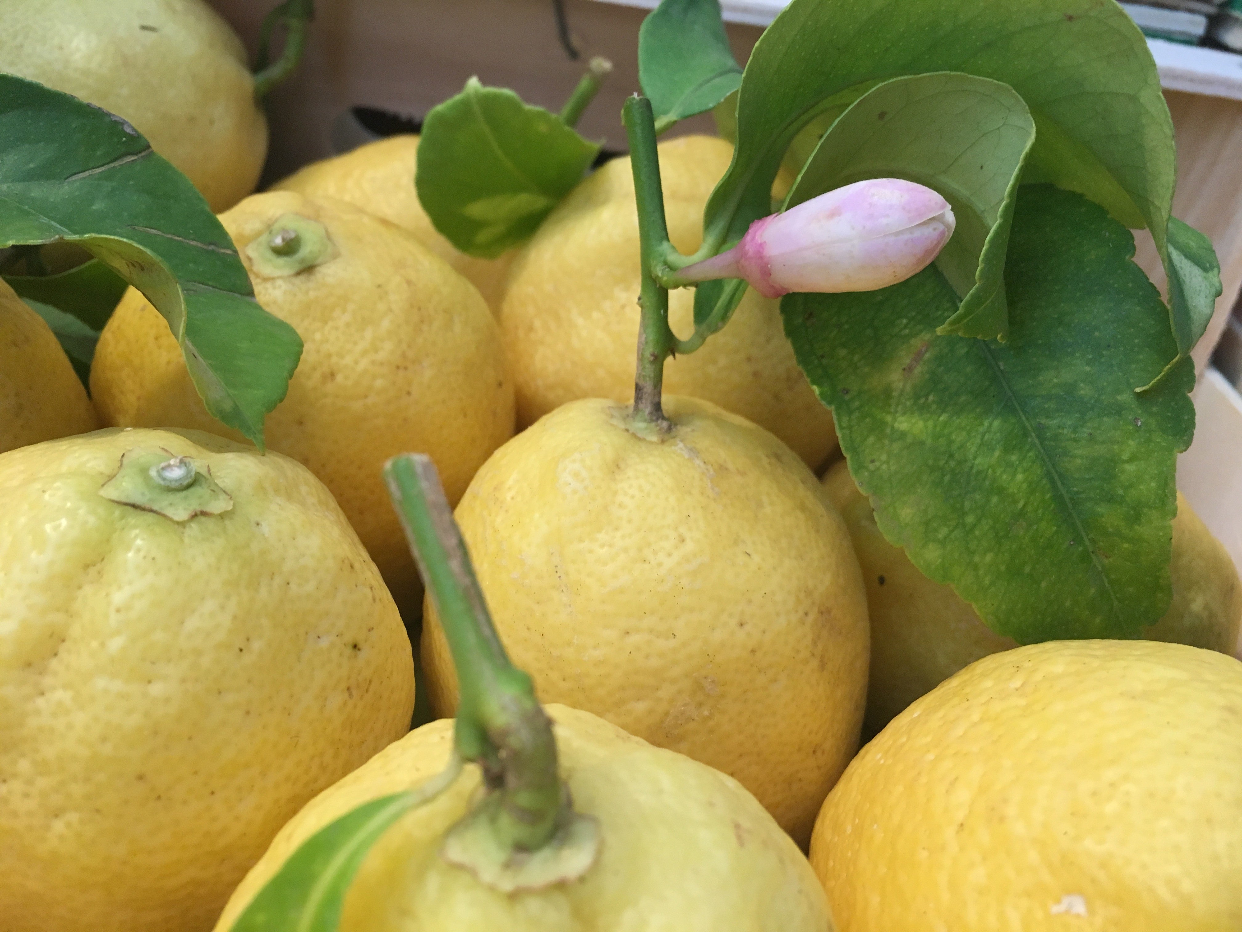 Citron Marmelade - Campos Santos