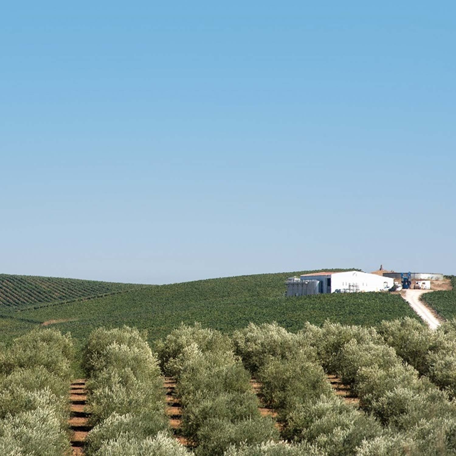 Penedo Gordo Branco 2021 - Herdade Penedo Gordo