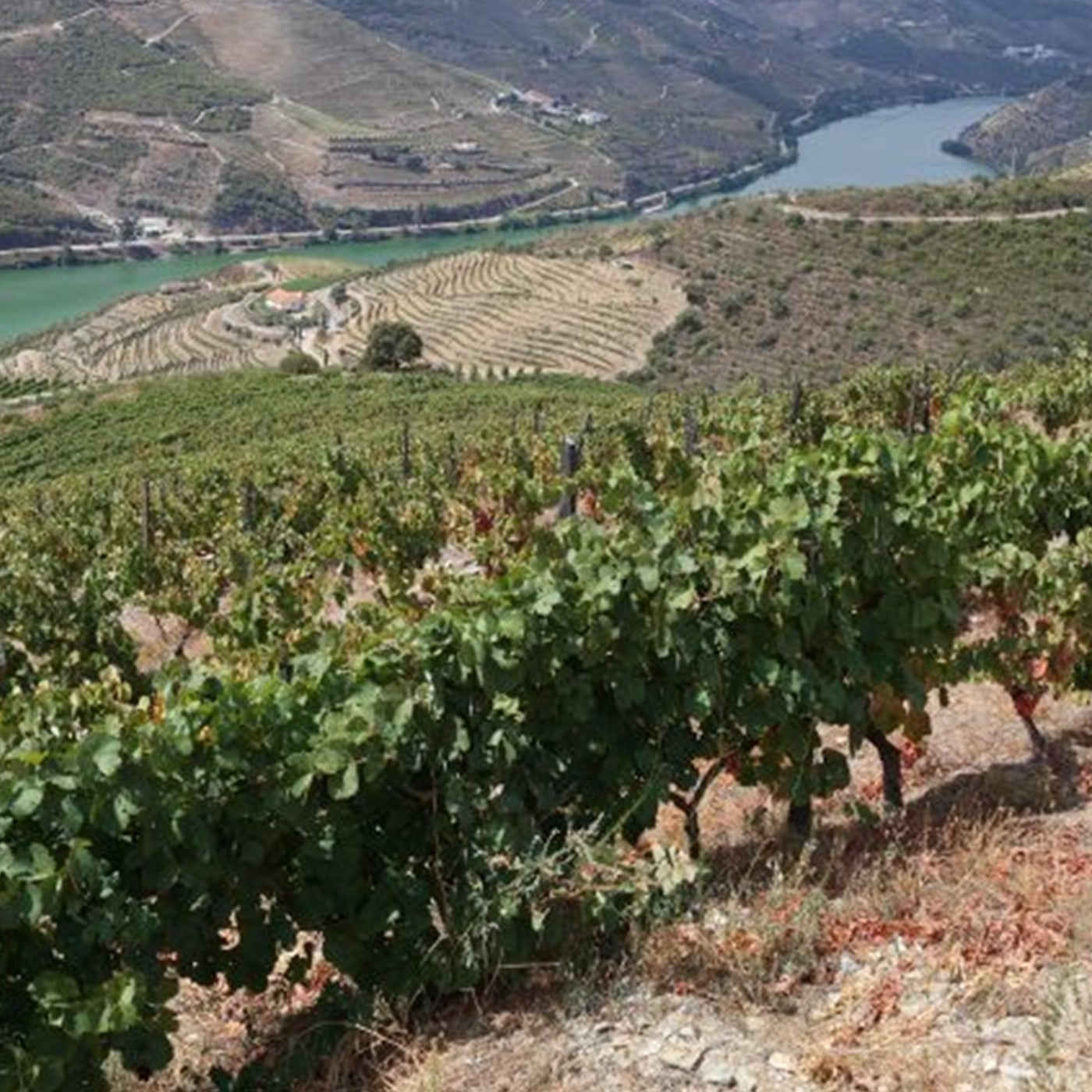 White Port, Dry - Quinta do Infantado