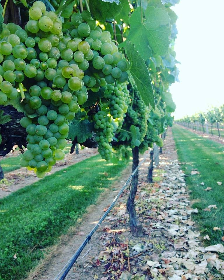 Areal Arinto 2020 - Quinta da Pousada