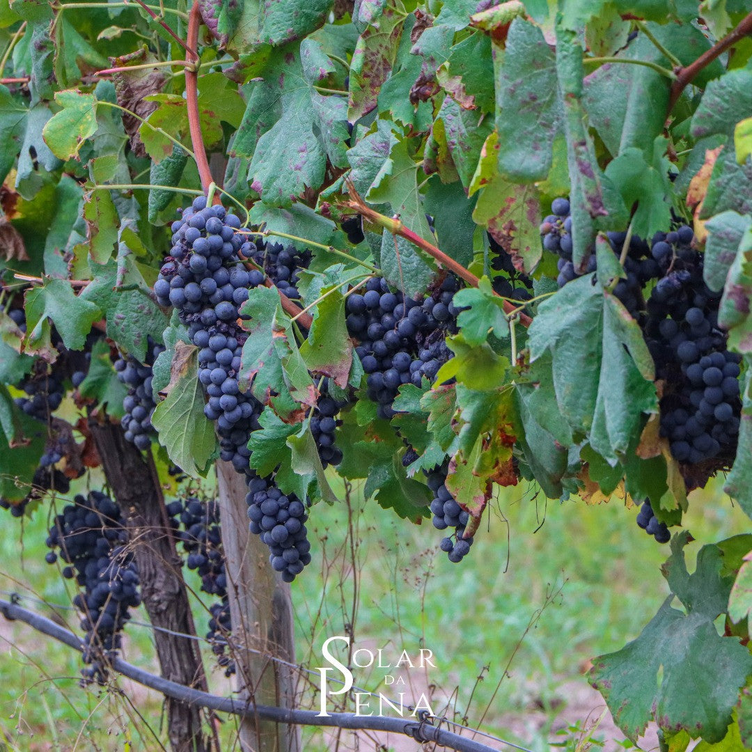 Padeiro Rosé 2022 - Solar da Pena