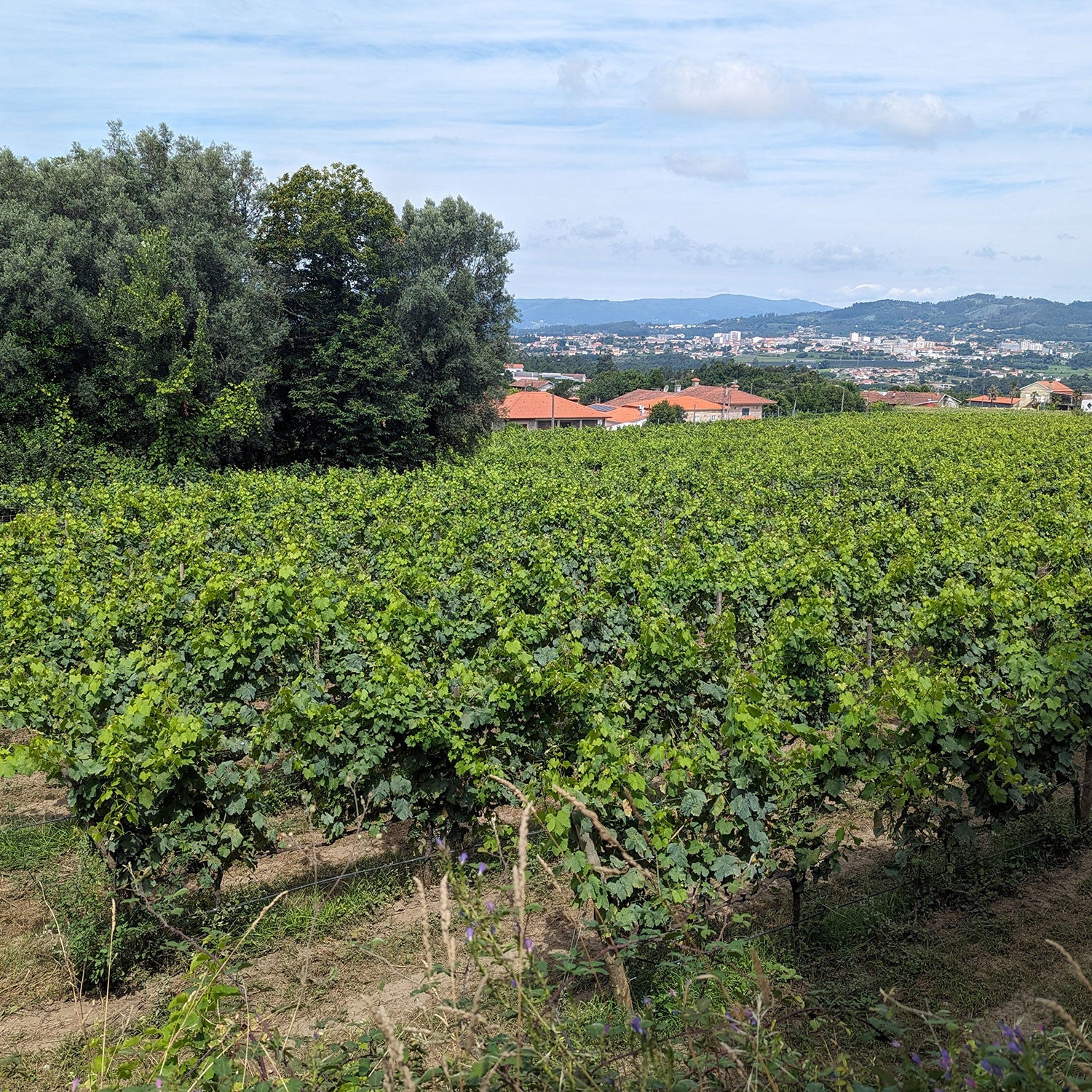 Padeiro Rosé 2022 - Solar da Pena