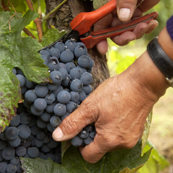 Cartuxa Curtimenta White Wine DOC Alentejo – Cartuxa