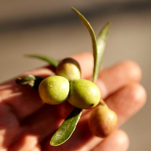 Gourmet, ekstra jomfru olivenolie - Oliveira da Serra