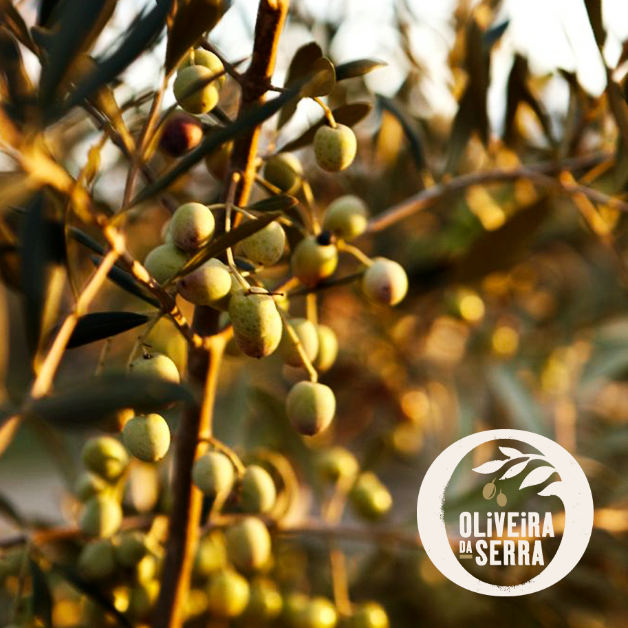 Ouro, ekstra jomfru olivenolie, 250 ml - Oliveira da Serra