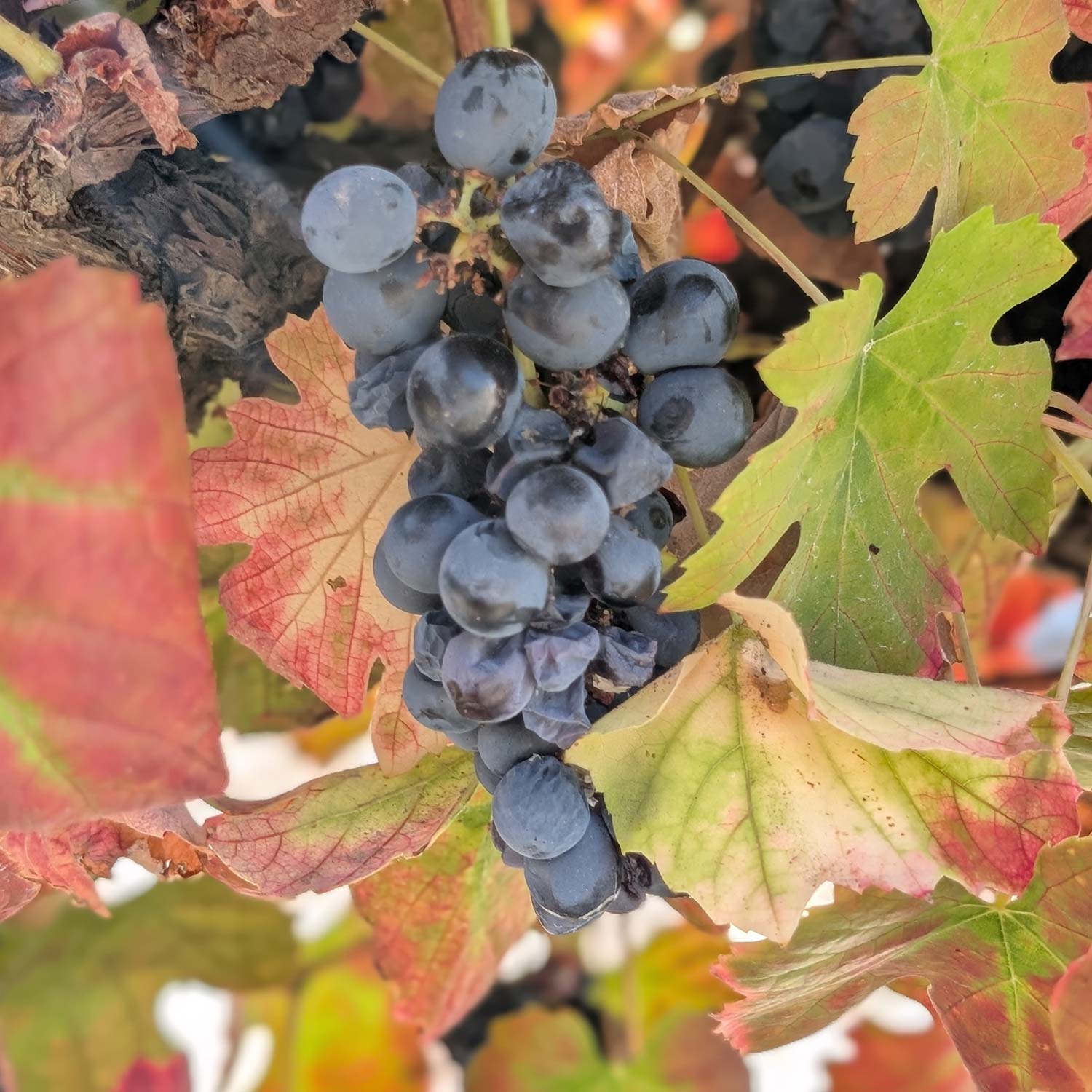 Quinta da Mimosa 2022 - Casa Ermelinda Freitas