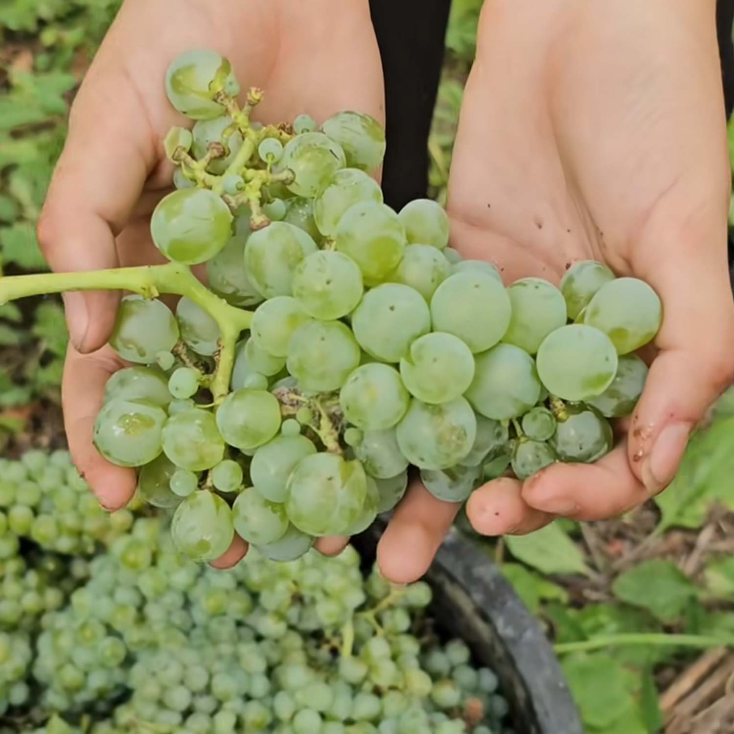 Madame Pió Branco Arinto Reserva 2022 - Cas' Amaro