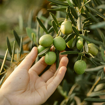 Ekstra Jomfru Olivenolie spray - Oliveira da Serra