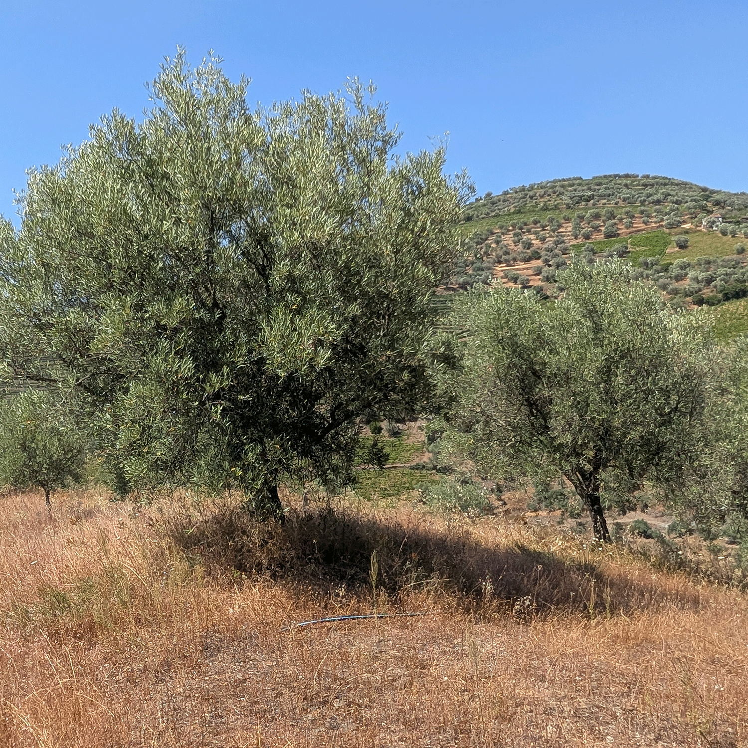 Ekstra jomfru olivenolie, økologisk - Quinta da Prelada