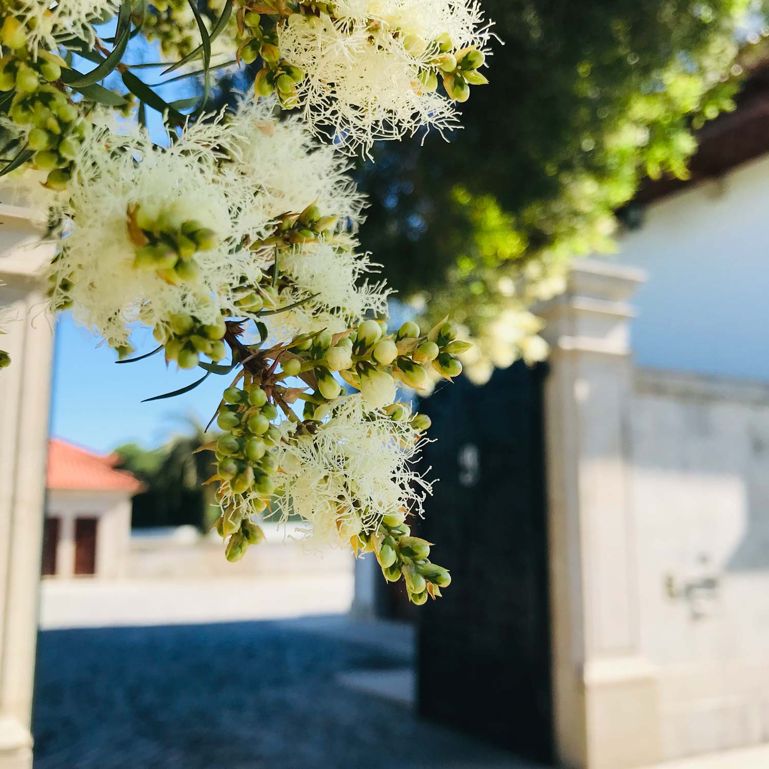 Areal Alvarinho & Loureiro Superior 2022 - Quinta da Pousada