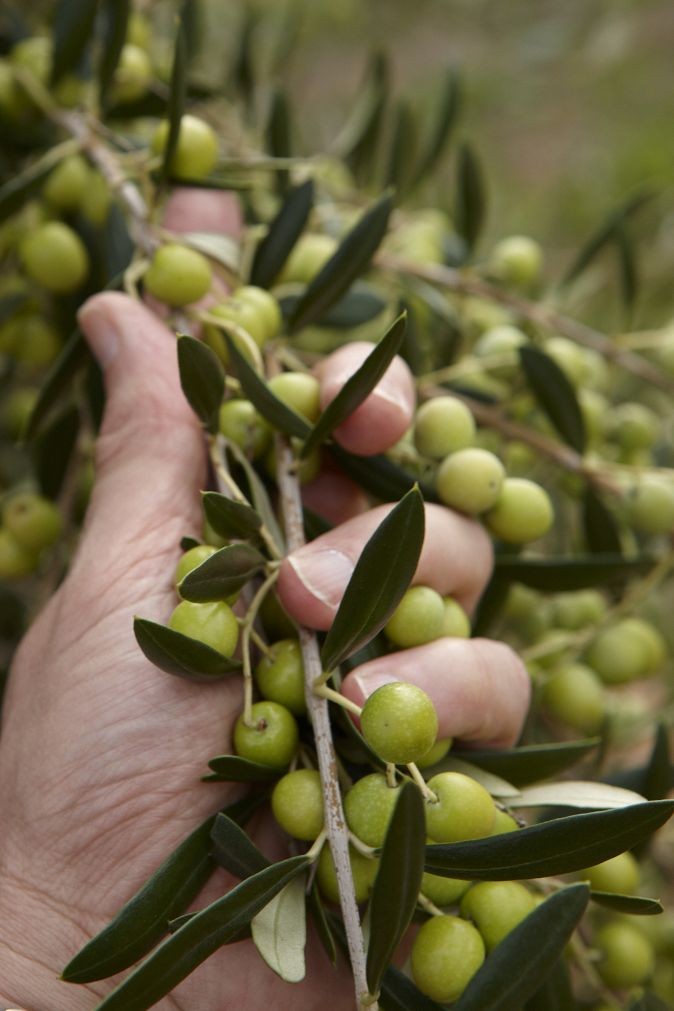 Ouro, ekstra jomfru olivenolie - Oliveira da Serra