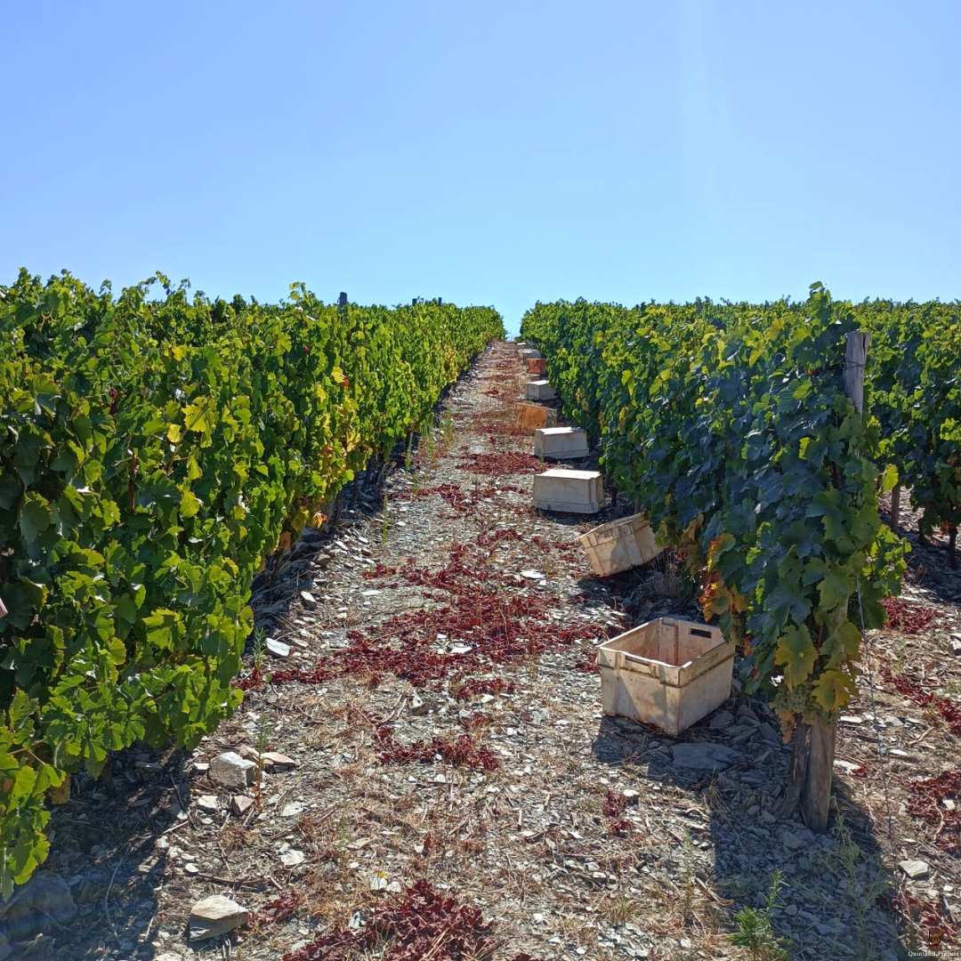 Vintage 2009 - Quinta da Prelada