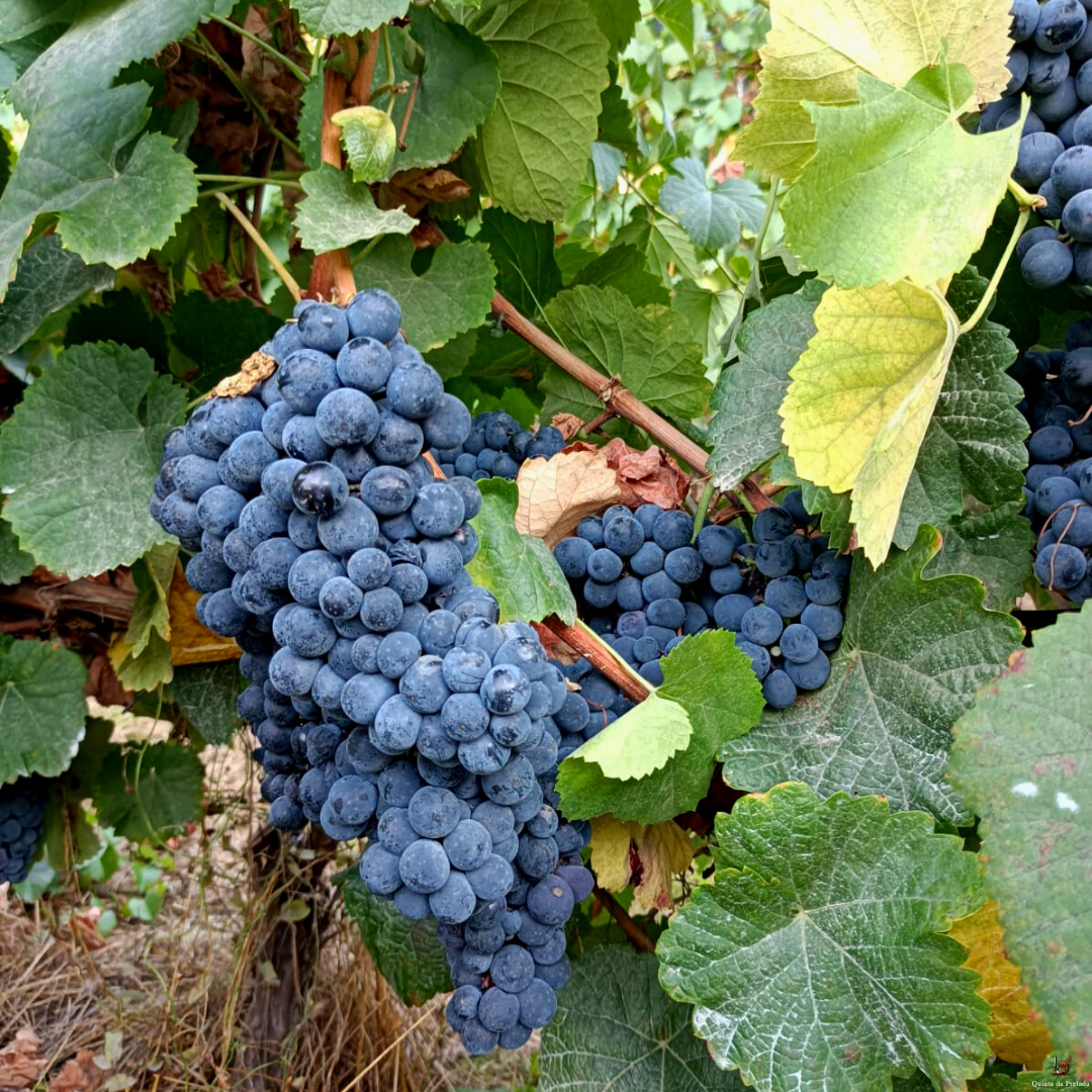 Vintage 2009 - Quinta da Prelada