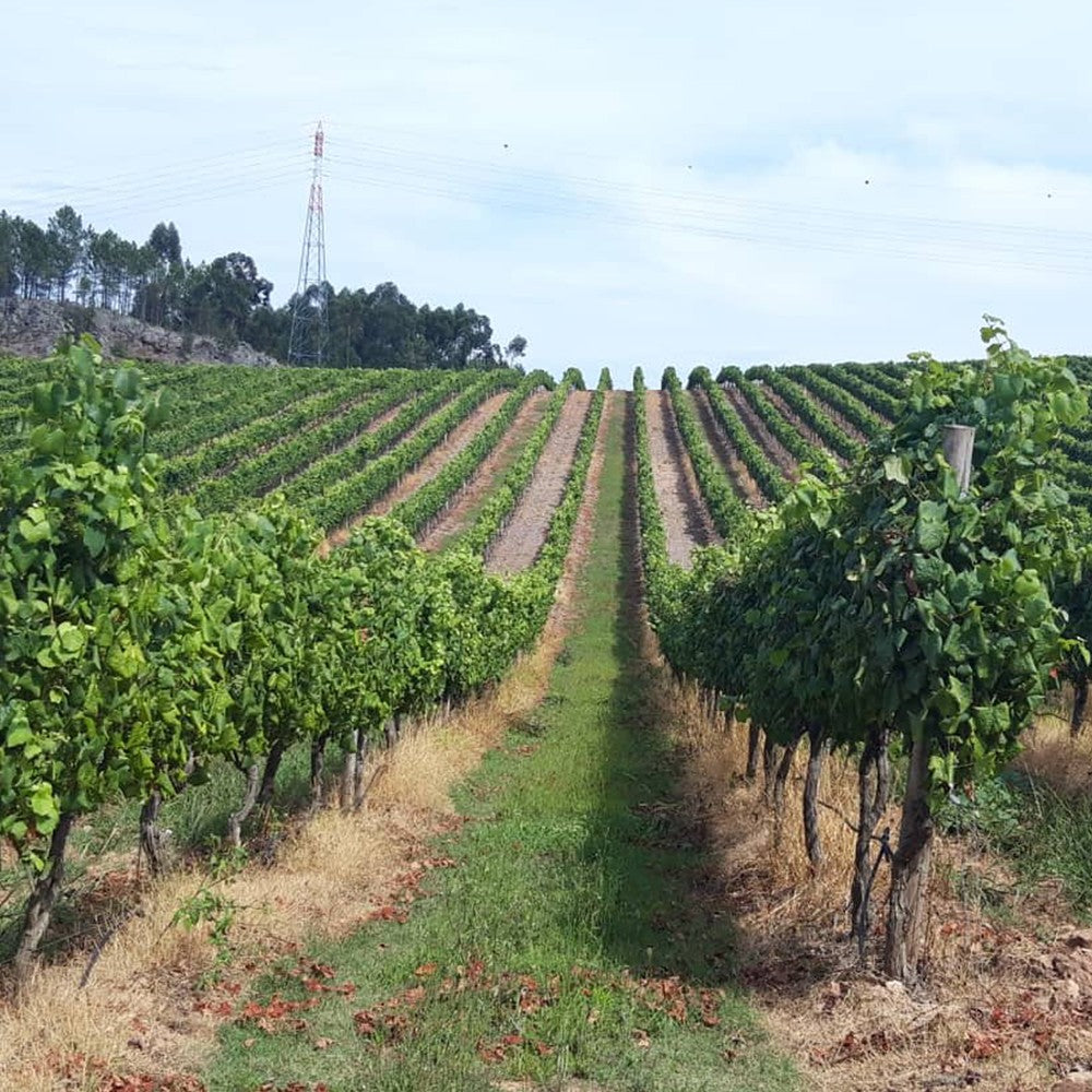 Arca Nova Verde Branco 2022 - Quinta das Arcas