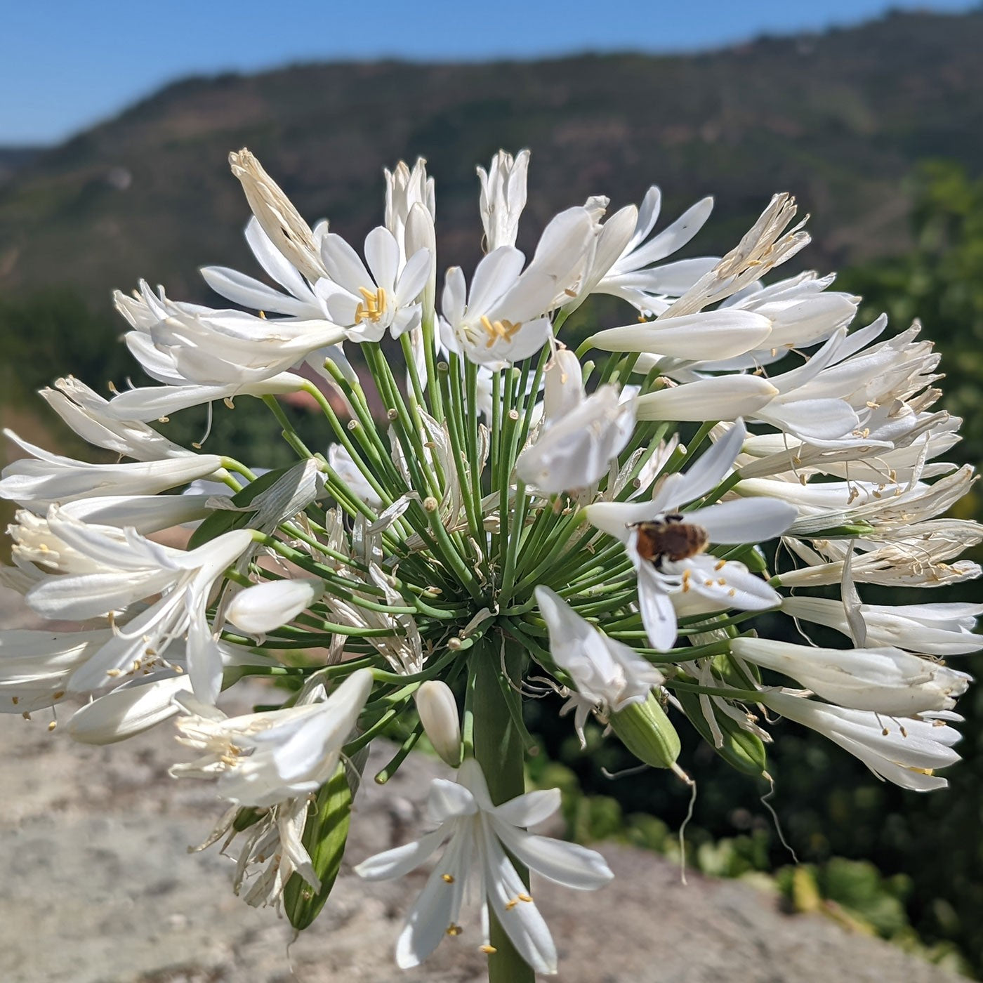 Late Harvest 2019 - Quinta da Prelada