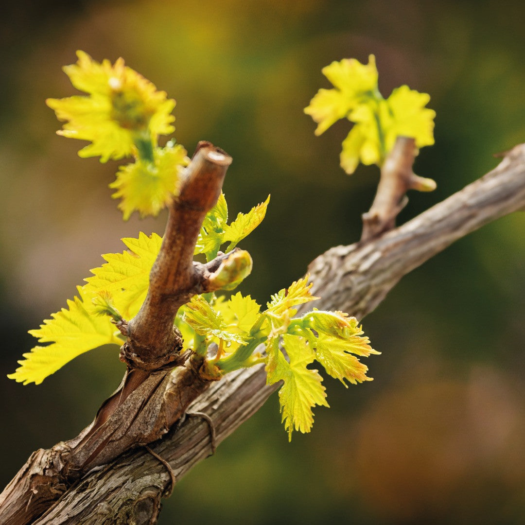 Smagskasse med 6 Vinho Verde vine fra 2022