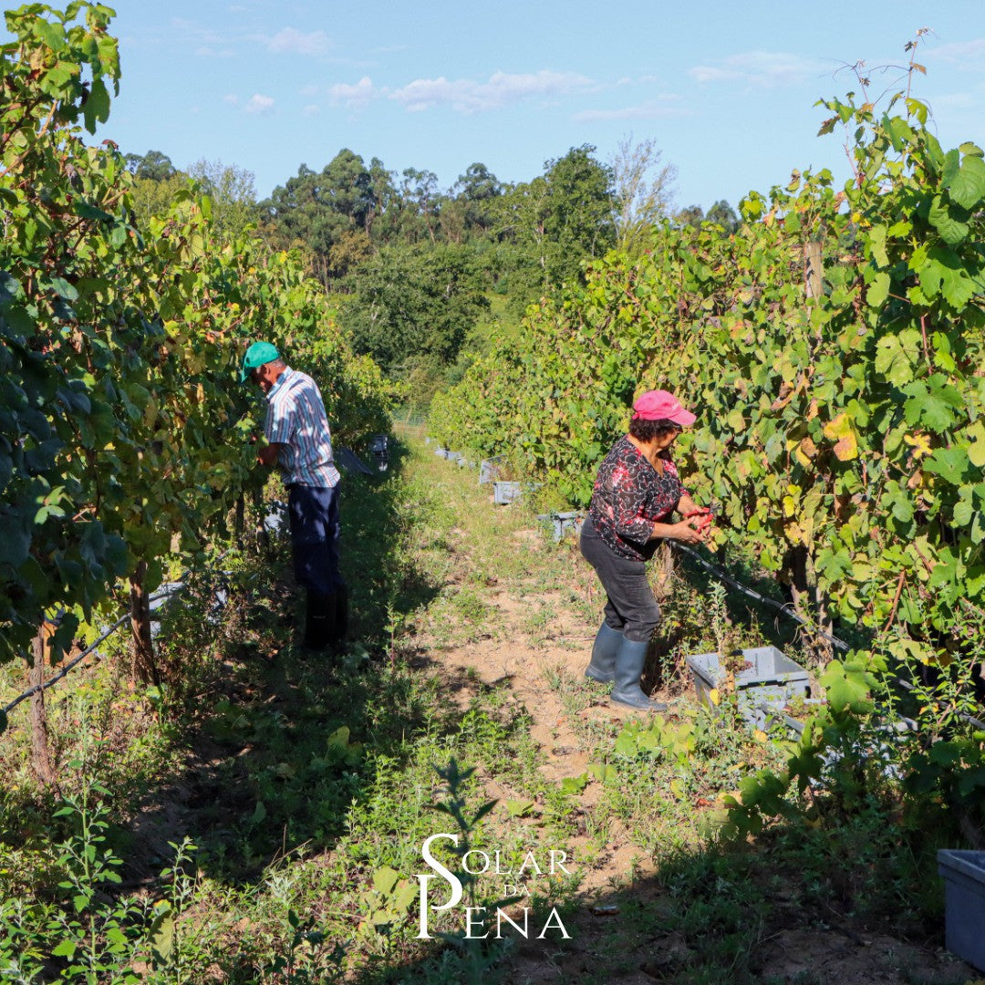 Sparkling wine Brut Reserva - Solar da Pena