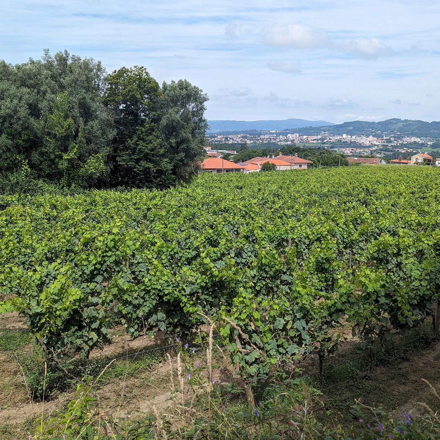 Sparkling wine Brut Reserva - Solar da Pena