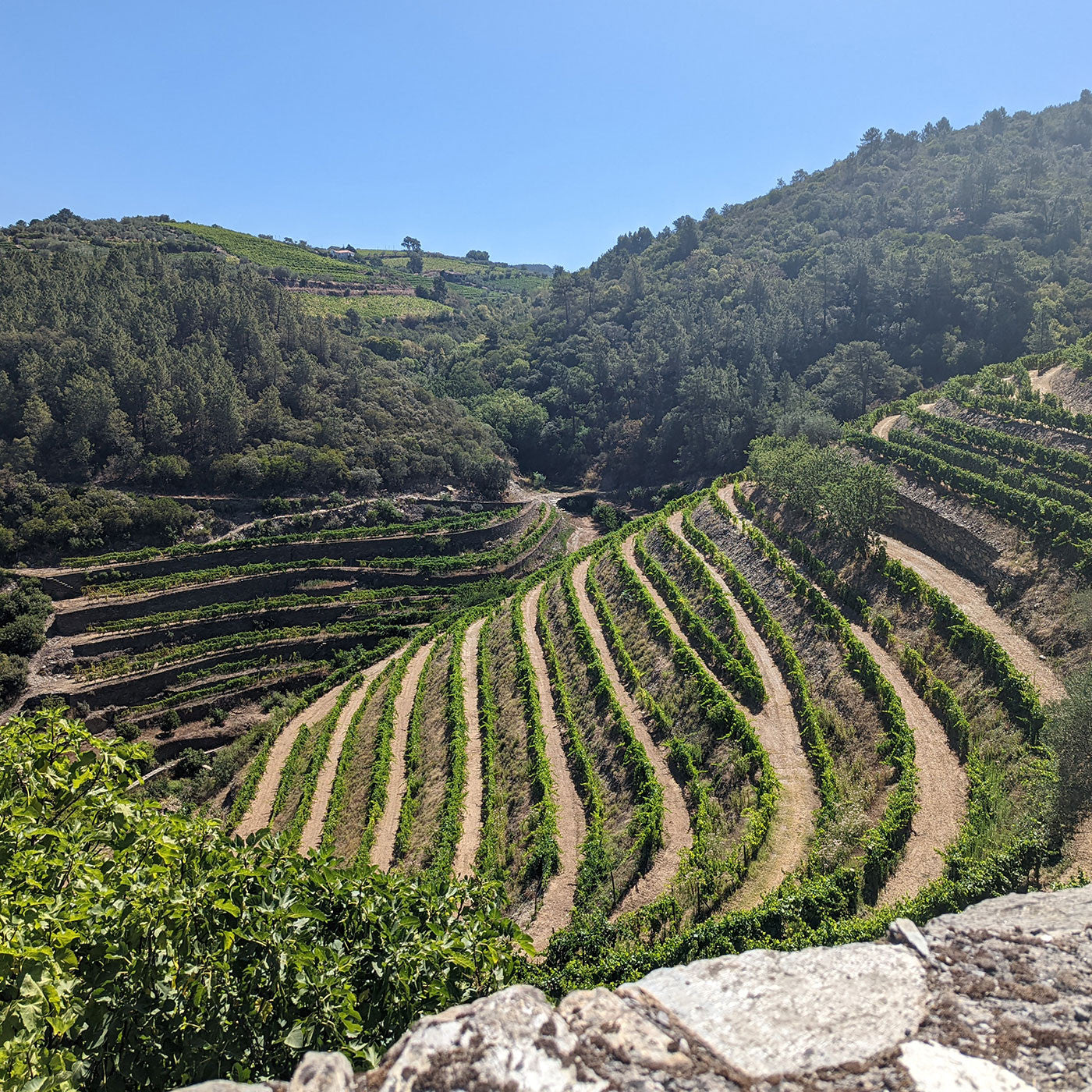 Tinta Bastardinha Douro DOC 2021  - Quinta da Prelada