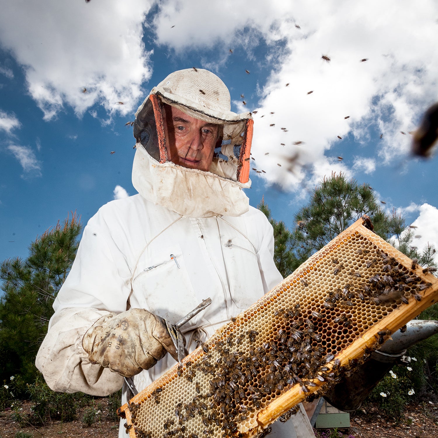 Honning med Pinjekerner  - Serramel