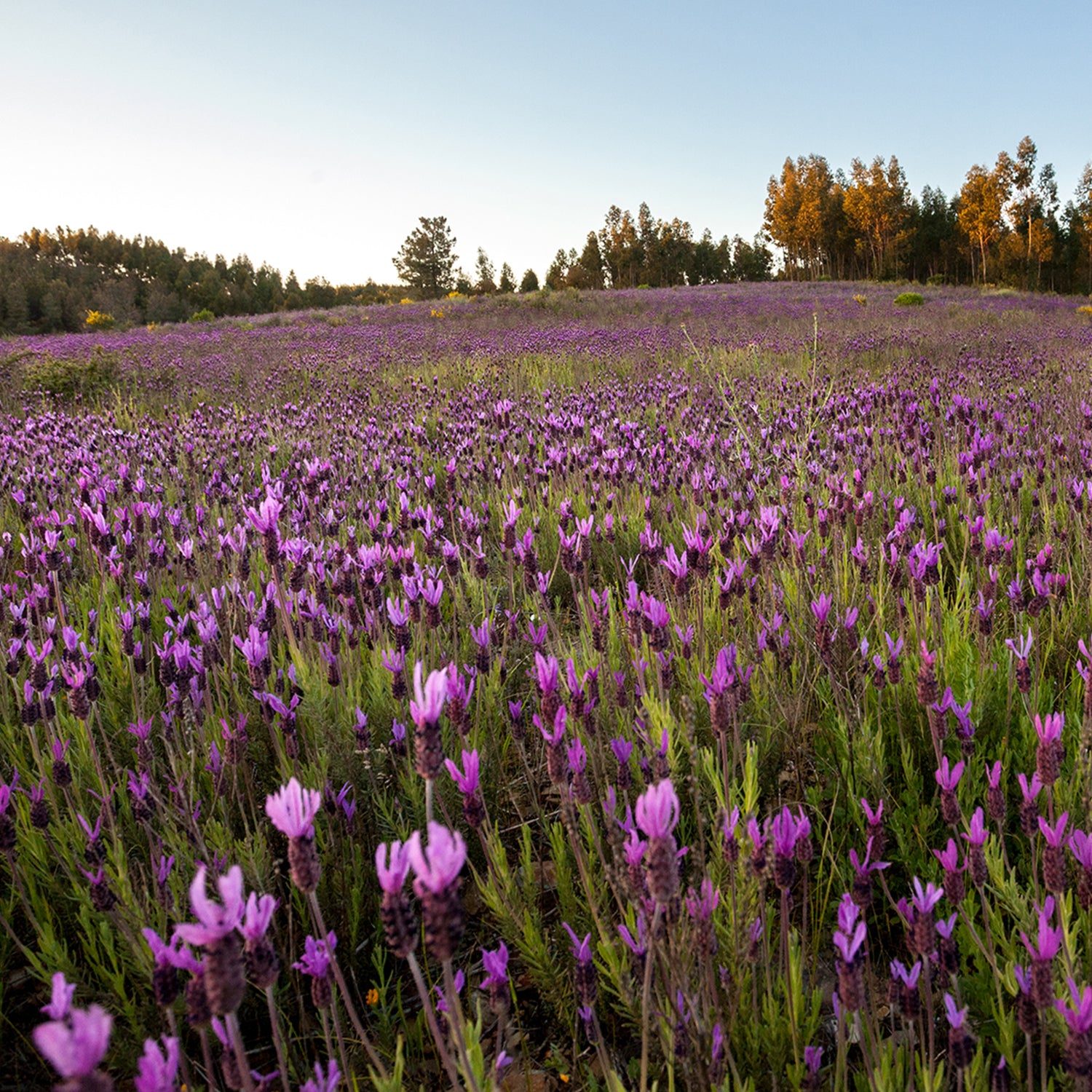 Honning med Pinjekerner  - Serramel