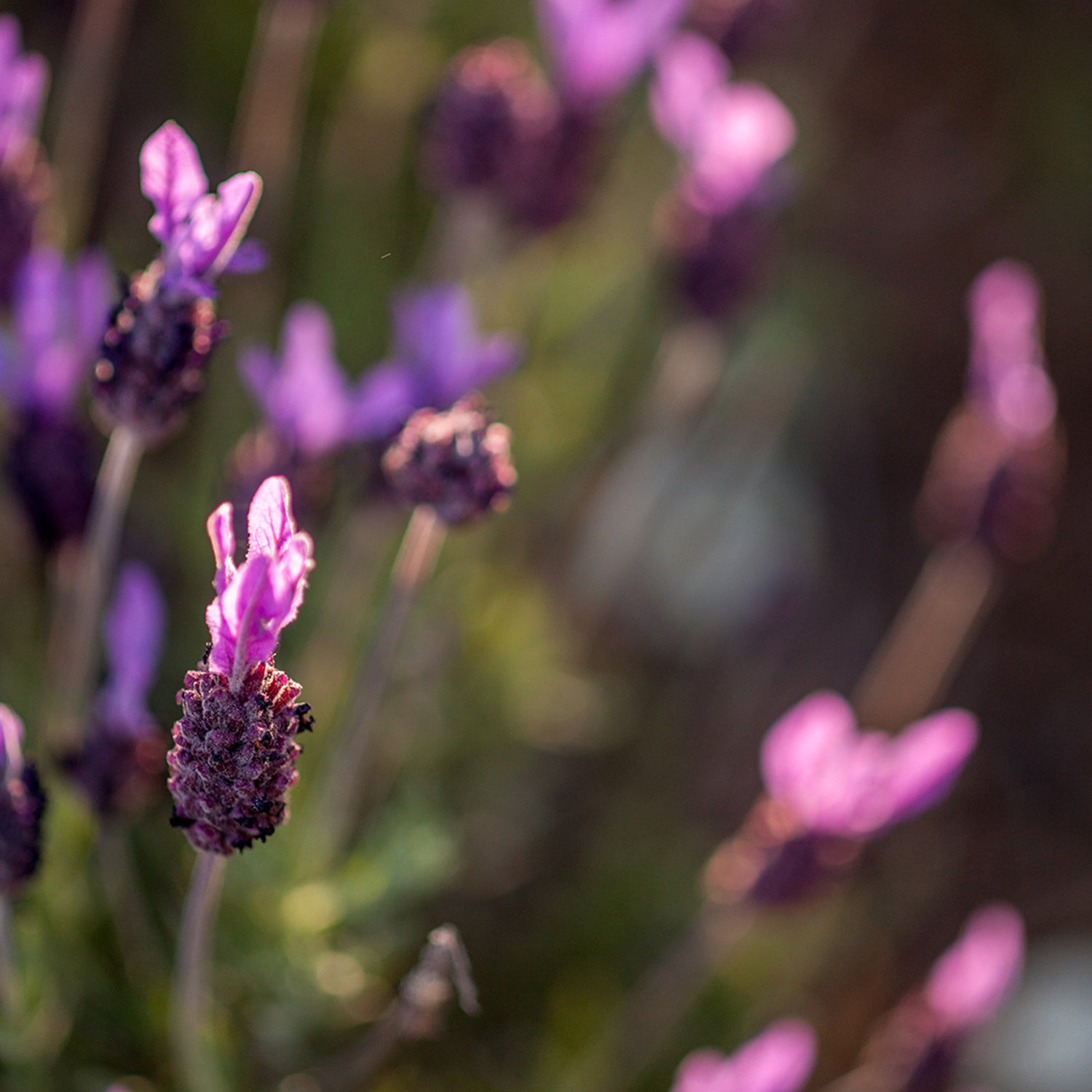 Honning med Pinjekerner  - Serramel
