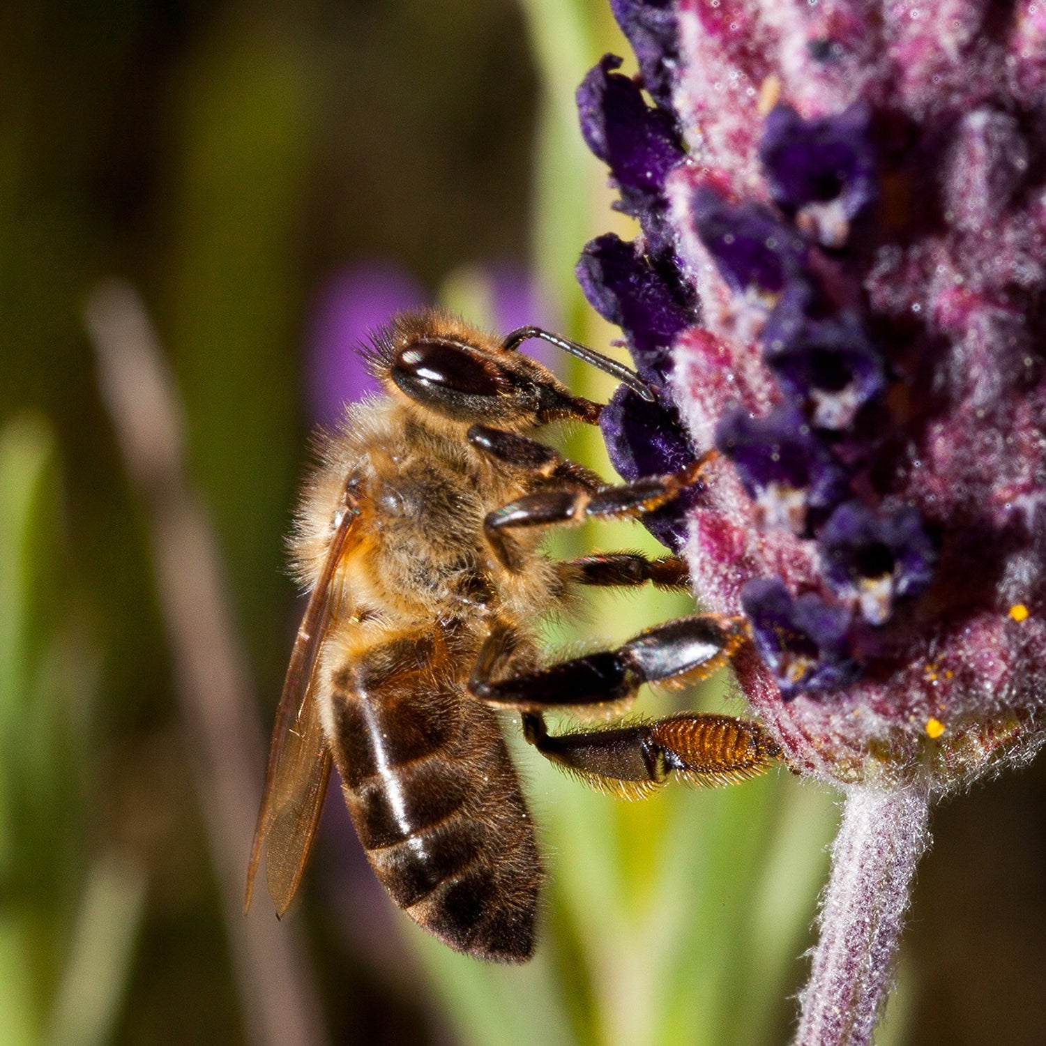 Honning med valnødder  - Serramel