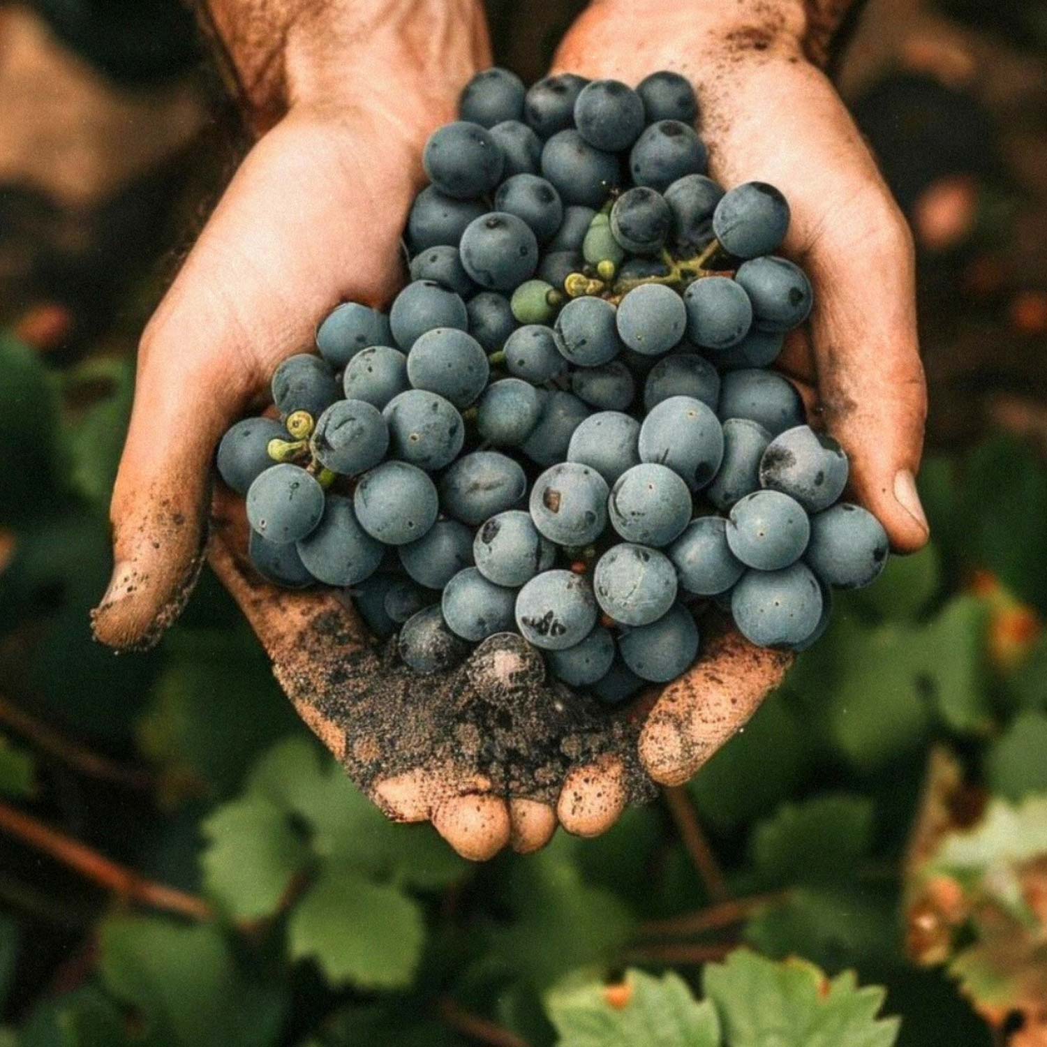 Adelino Wine Lab – Vinsmagning med Cas’Amaro, 21. maj 2026