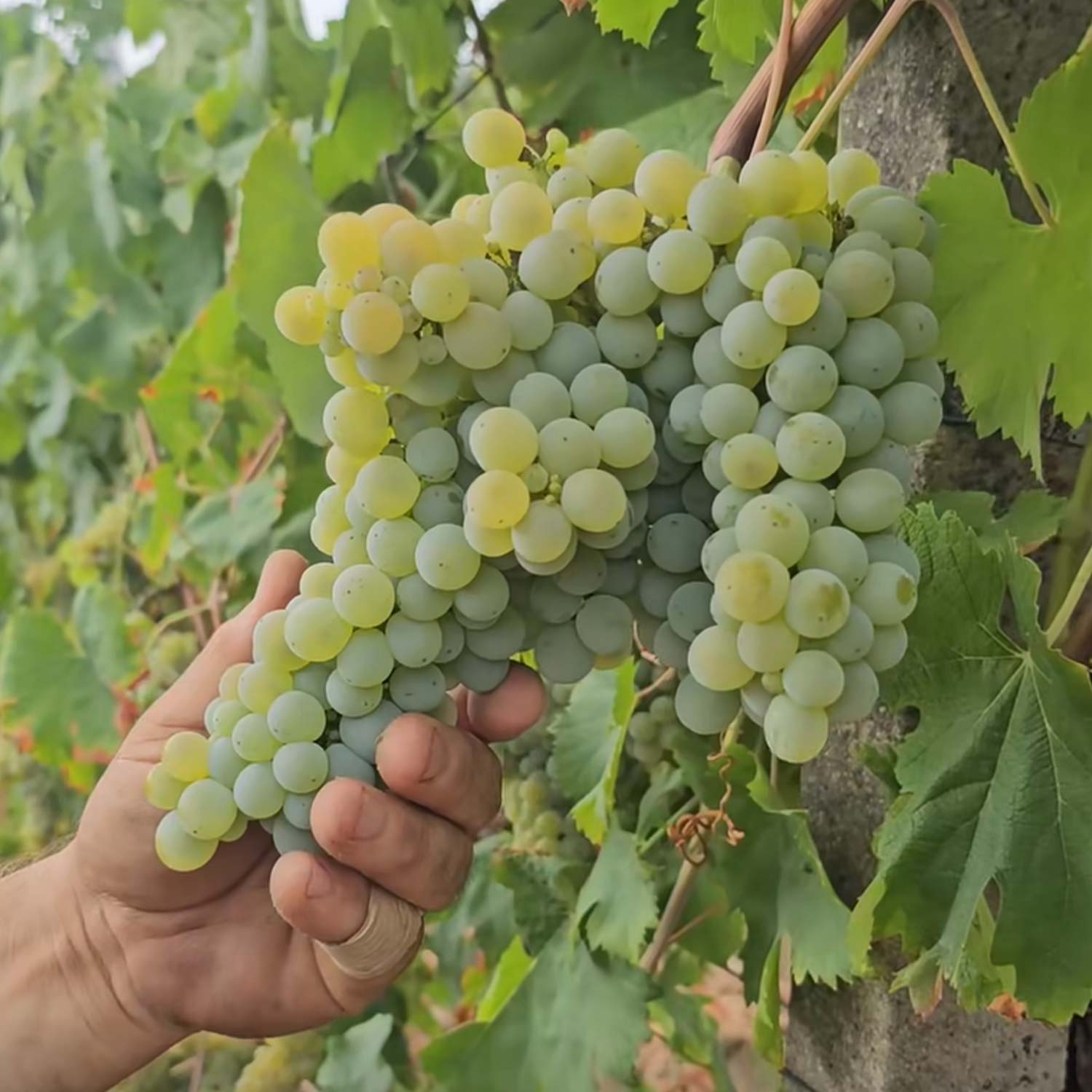 Adelino Wine Lab – Vinsmagning med Cas’Amaro, 21. maj 2026