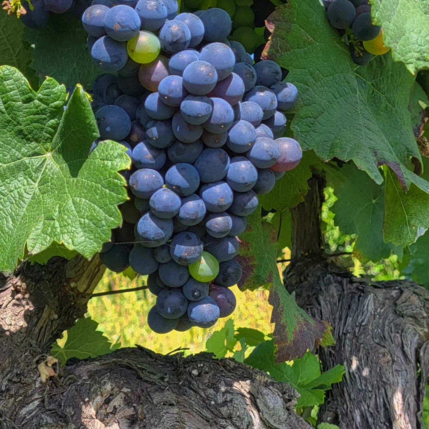 Adelino Wine Lab – Vinsmagning "Bobler i glasset", 12. juni 2026