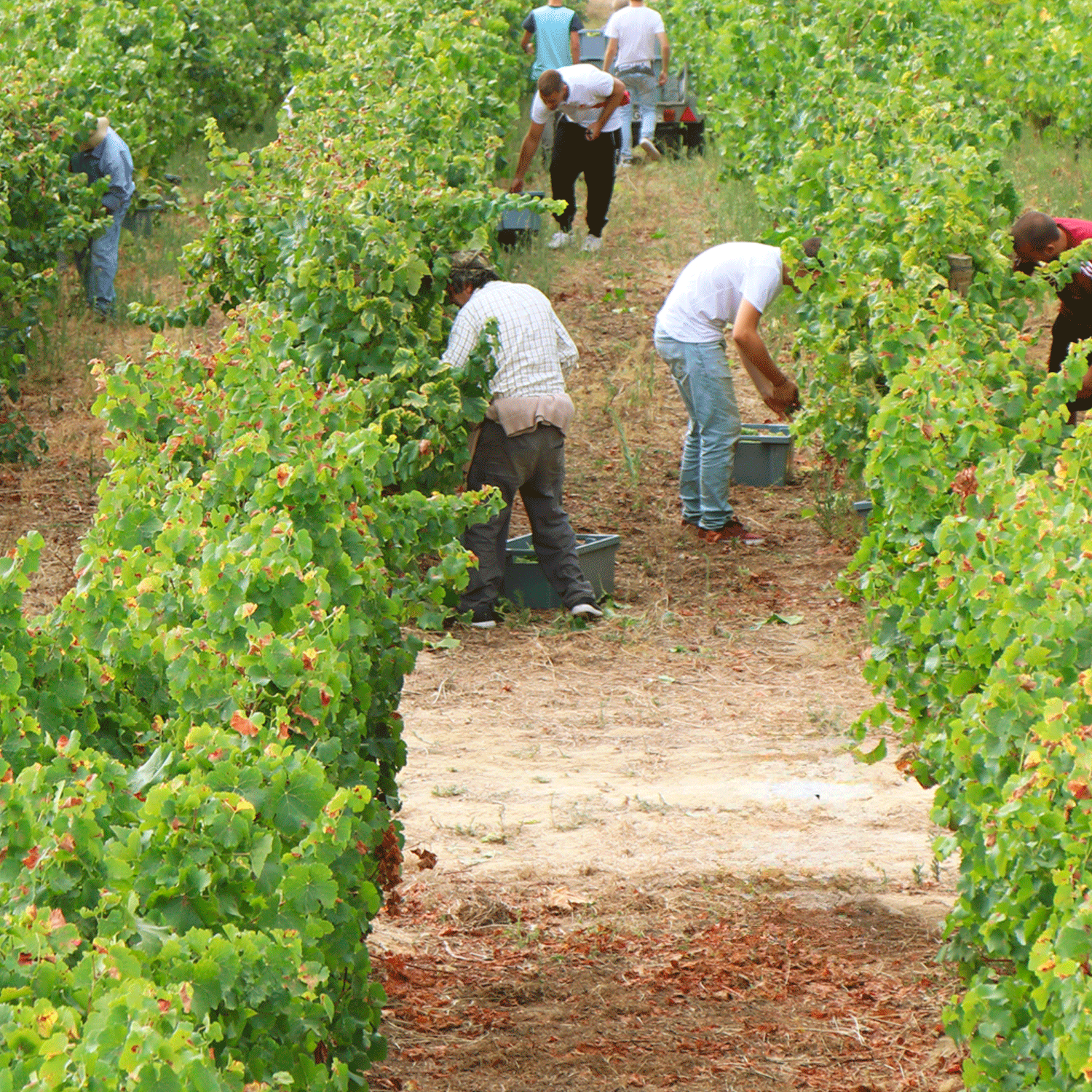 Adelino Wine Lab – Vinsmagning med Cas’Amaro, 21. maj 2026