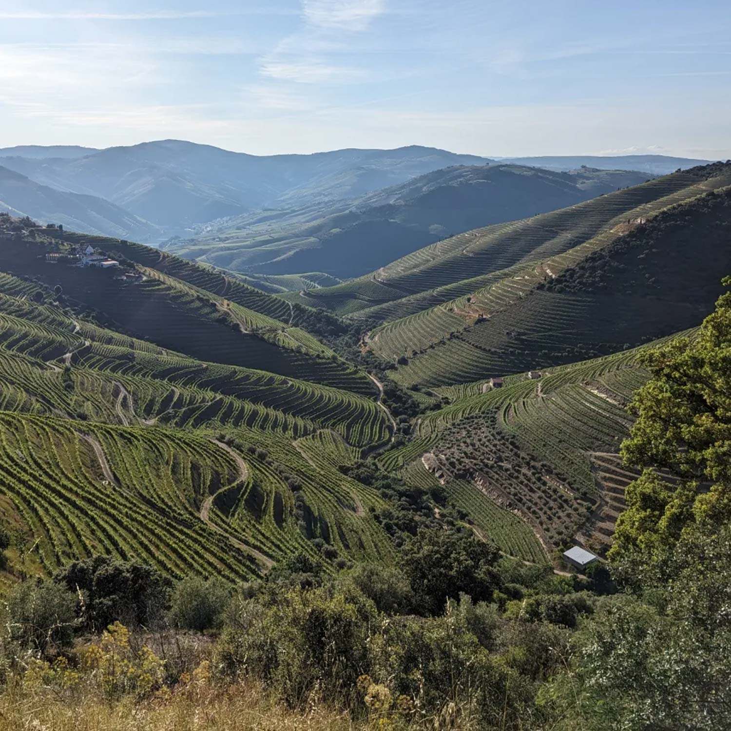 Soneto Vintage Port 2015 - Soento Port