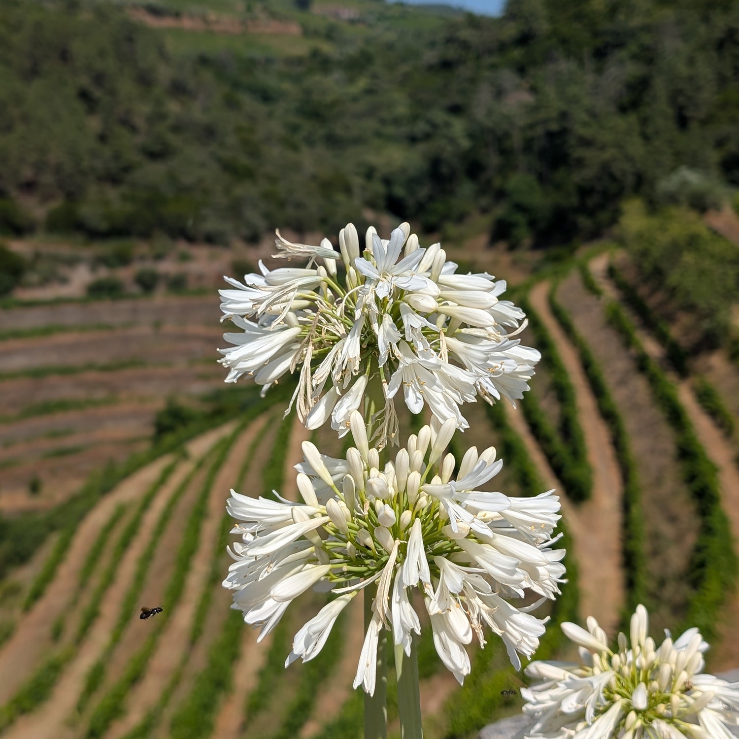 Vintage 2009 - Quinta da Prelada