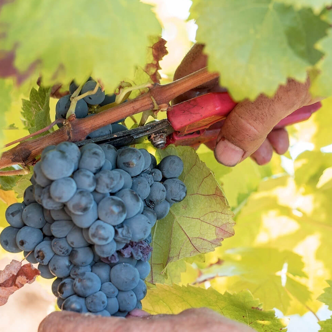 Tapada do Chaves - Vinhas Velhas Tinto 2017, DOC Alentejo Portalegre